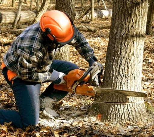 Tree Removal in Atlanta, NY